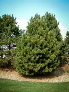 Сосна Чёрная (Pinus Nigra) купить по цене от 270.00р. в интернет-магазине «Посадика» с доставкой почтой в в Рыбинске и по всей России – [изображение №1].