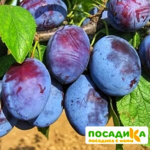 Слива Чачакская ранняя купить по цене от 229.00р. в интернет-магазине «Посадика» с доставкой почтой в в Рыбинске и по всей России – [изображение №1].