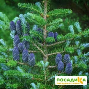 Пихта корейская (Abies koreana) купить по цене от 450.00р. в интернет-магазине «Посадика» с доставкой почтой в в Рыбинске и по всей России – [изображение №1].