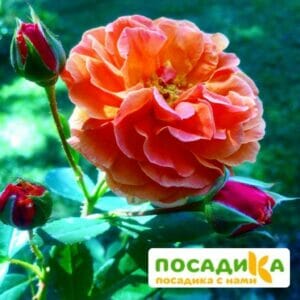 Роза Арабия купить по цене от 350.00р. в интернет-магазине «Посадика» с доставкой почтой в в Рыбинске и по всей России – [изображение №1].