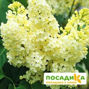 Сирень Примроуз (Primrose) купить по цене от 529.00р. в интернет-магазине «Посадика» с доставкой почтой в в Рыбинске и по всей России – [изображение №1].