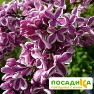 Сирень Сенсация купить по цене от 529.00р. в интернет-магазине «Посадика» с доставкой почтой в в Рыбинске и по всей России – [изображение №1].