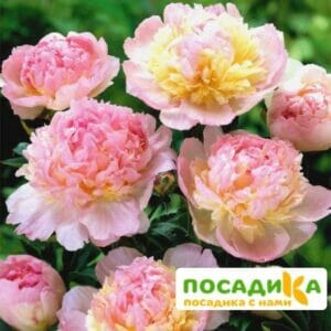 Пион Распберри Сандей (Paeonia Raspberry Sundae) купить по цене от 959р. в интернет-магазине «Посадика» с доставкой почтой в в Рыбинске и по всей России – [изображение №1].