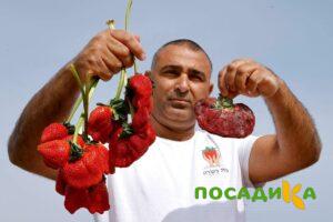 Клубника Гигант Джорнея купить по цене от 266р. в интернет-магазине «Посадика» с доставкой почтой в в Рыбинске и по всей России – [изображение №1].