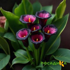 Калла Аура Лейс купить по цене от 400р. в интернет-магазине «Посадика» с доставкой почтой в в Рыбинске и по всей России – [изображение №1].