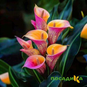 Калла Оникс купить по цене от 450р. в интернет-магазине «Посадика» с доставкой почтой в в Рыбинске и по всей России – [изображение №1].