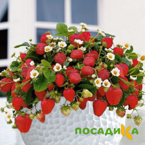 Клубника Рубиновый Шепот (горшечная) купить по цене от 240р. в интернет-магазине «Посадика» с доставкой почтой в в Рыбинске и по всей России – [изображение №1].