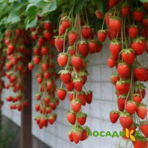 Клубника вьющаяся Комплимент купить по цене от 470р. в интернет-магазине «Посадика» с доставкой почтой в в Рыбинске и по всей России – [изображение №1].