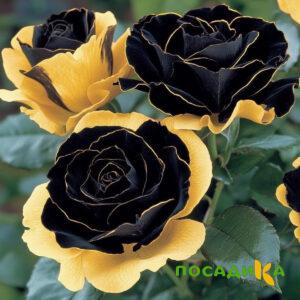 Роза Ханни Сикл купить по цене от 700р. в интернет-магазине «Посадика» с доставкой почтой в в Рыбинске и по всей России – [изображение №1].