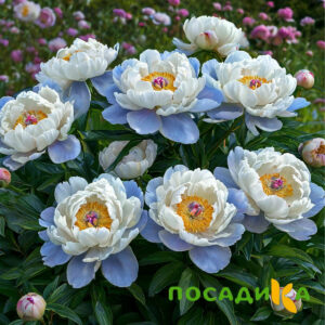 Пион акварельный Этюд купить по цене от 806р. в интернет-магазине «Посадика» с доставкой почтой в в Рыбинске и по всей России – [изображение №1].