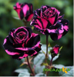 Роза Багровый Шепот купить по цене от 366р. в интернет-магазине «Посадика» с доставкой почтой в в Рыбинске и по всей России – [изображение №1].