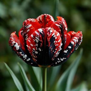 Тюльпан Вельвет Файер купить по цене от 394р. в интернет-магазине «Посадика» с доставкой почтой в в Рыбинске и по всей России – [изображение №1].